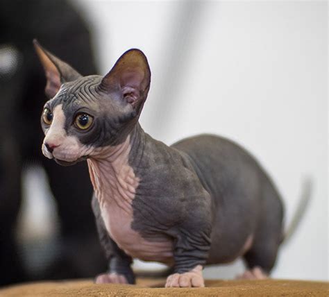 gatos recien nacidos sin pelo|Las 7 razas de gatos sin pelo